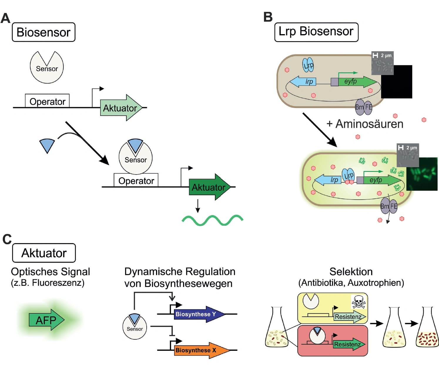 Lichtblicke in der mikrobiellen Stammentwicklung