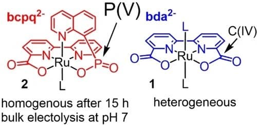 Increasing Ligand Denticity and Stability for a Water Oxidation Electrocatalyst using P(V) as Connecting Element