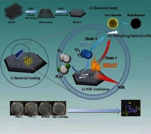 Bioheterojunction‐Engineered System: A New Mechanism of BP/MoS2 Photothermal‐Photocatalytic Dual‐Power Synergistic Sterilization under NIR