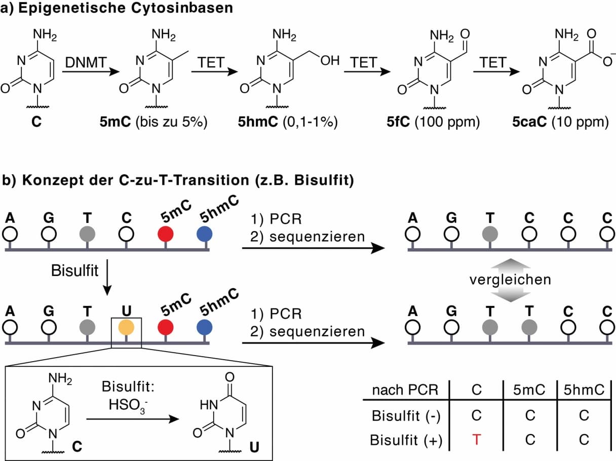 Sequenzierung von epigenetischen DNA‐Basen