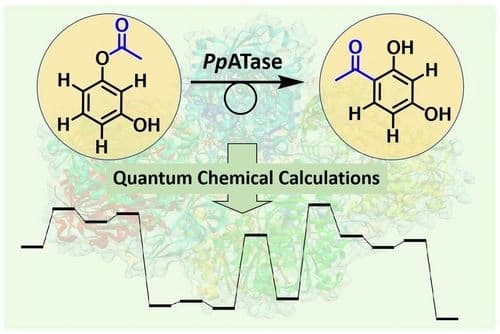 Computational Study of the Fries Rearrangement Catalyzed by Acyltransferase from Pseudomonas protegens