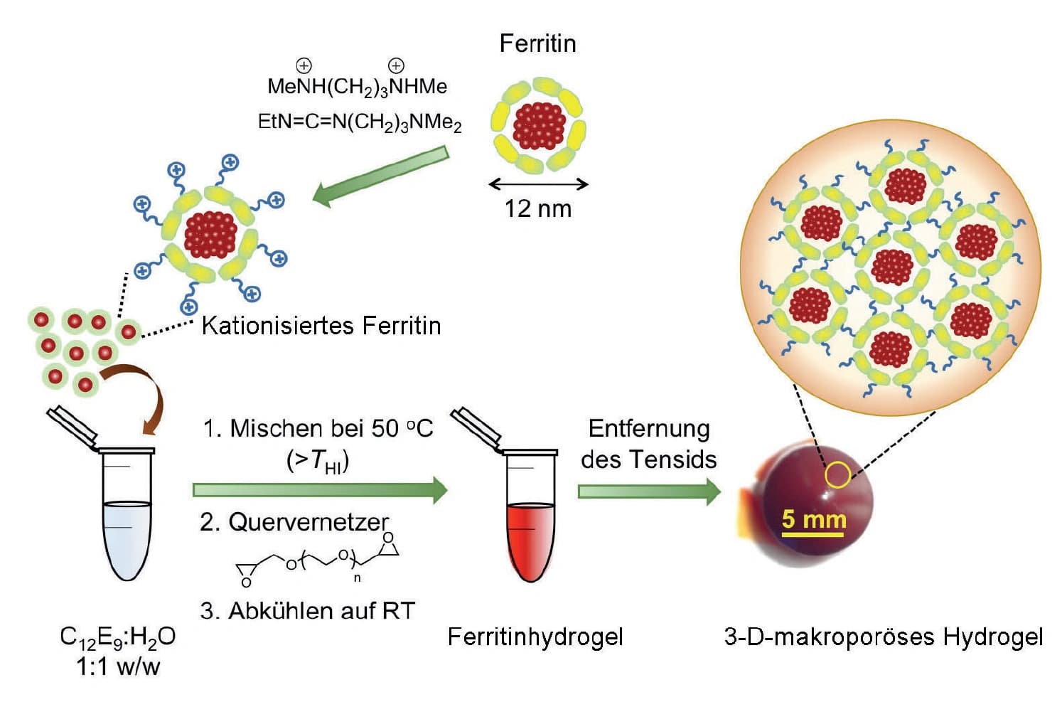 Ferritinbasierte makroporöse Gelnanoreaktoren