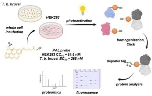 Design, Synthesis, and Evaluation of An Anti‐trypanosomal [1,2,4]Triazolo[1,5‐a]pyrimidine Probe for Photoaffinity Labeling Studies