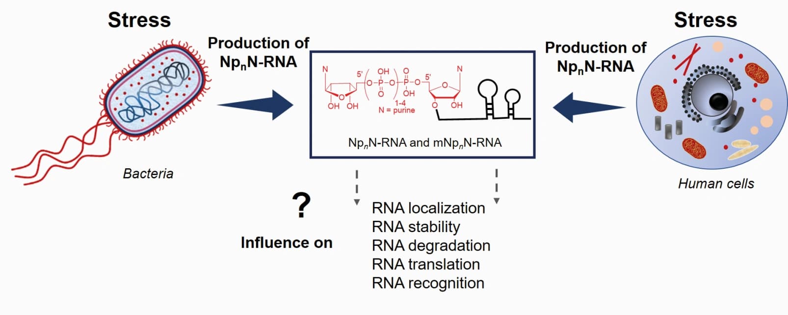 Chemical biology of nucleic acids