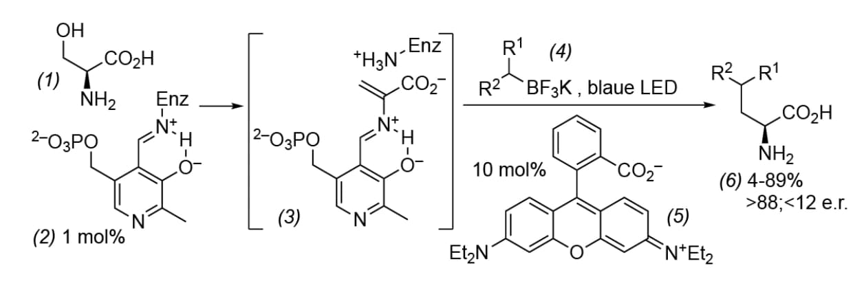 Unnatürliche Aminosäuren mit Licht und Pyridoxalphosphat
