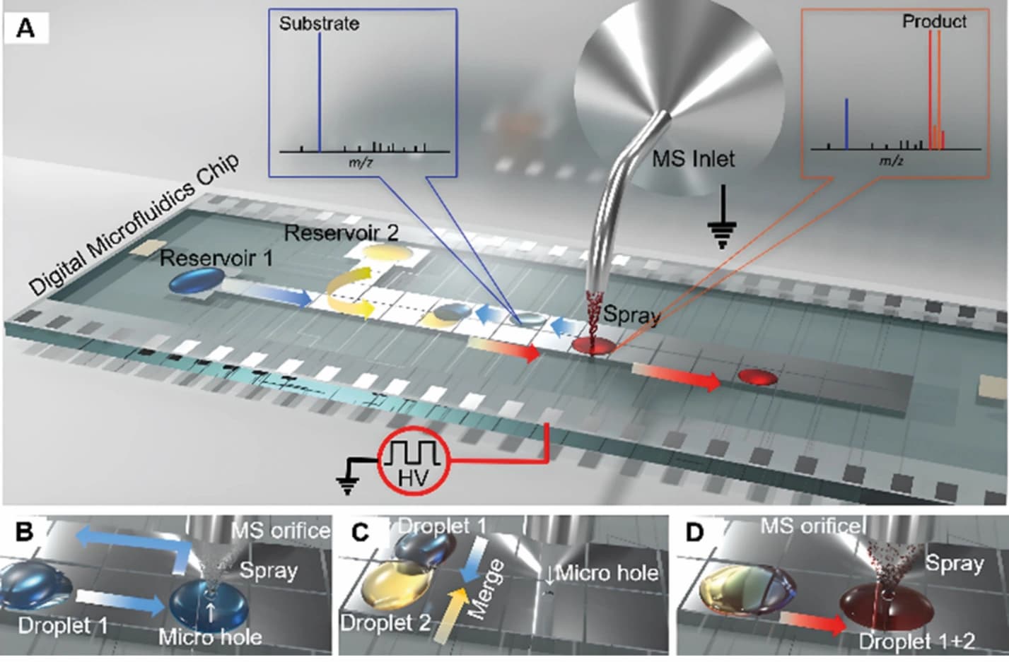 Coupling digital microfluidics with mass spectrometry