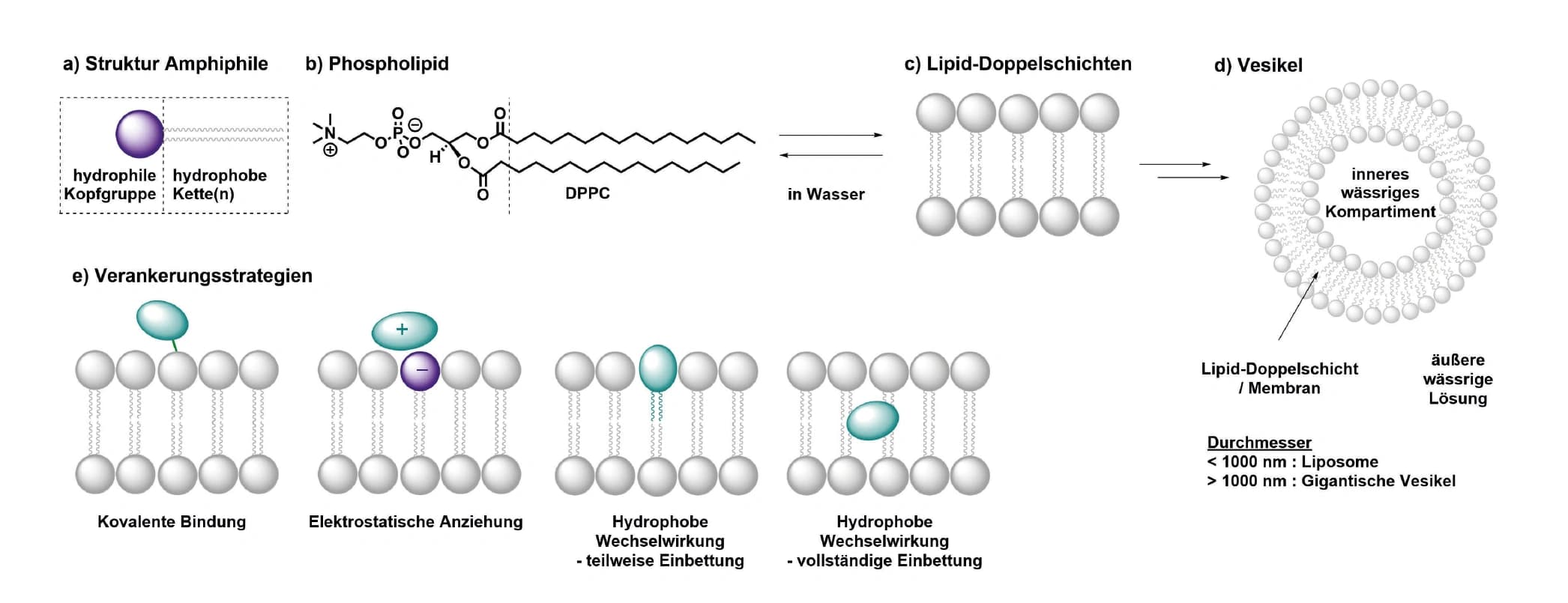 Reaktionsdynamik lichtgetriebener Reaktionen