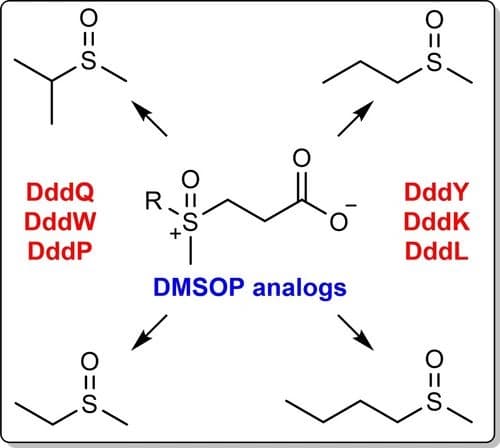 On the Substrate Scope of Dimethylsulfonium Propionate Lyases toward Dimethylsulfoxonium Propionate Derivatives