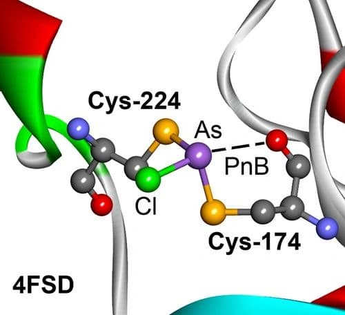 On the Existence of Pnictogen Bonding Interactions in As(III) S‐Adenosylmethionine Methyltransferase Enzymes