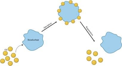 Reusing Waste to Save Our Water: Regenerable Bioadsorbents for Effective Oil Sequestration