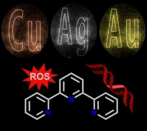 The Therapeutic Potential in Cancer of Terpyridine‐Based Metal Complexes Featuring Group 11 Elements