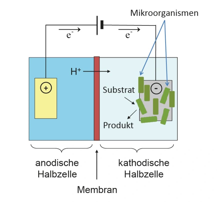 Mikrobielle Elektrosynthese