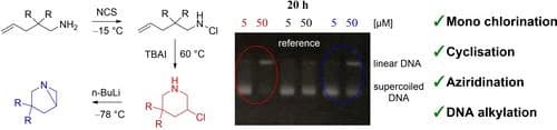 Secondary 3‐Chloropiperidines: Powerful Alkylating Agents