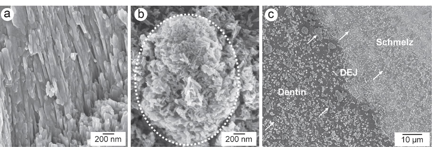 Mineral für den Zahn