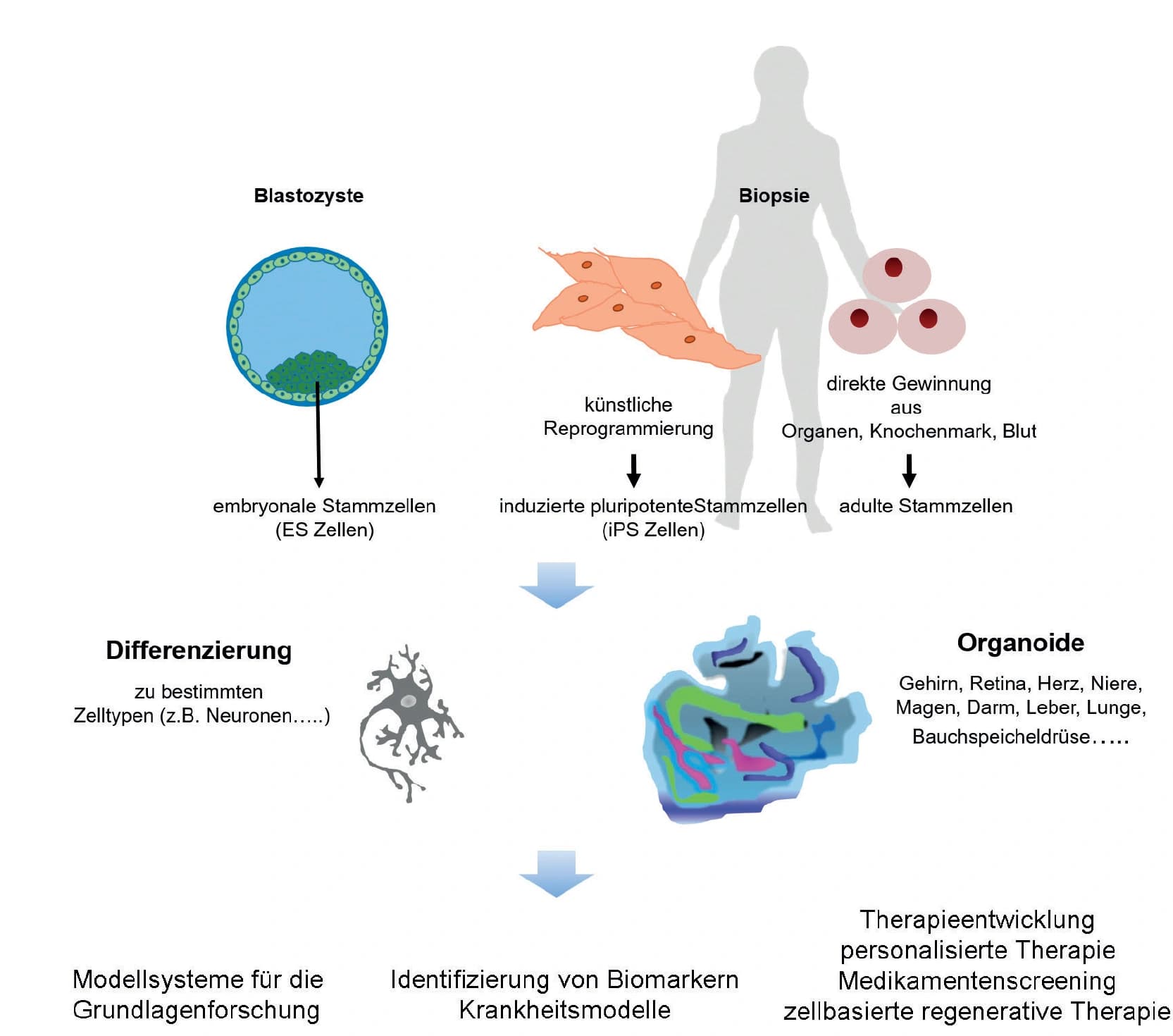 Trendbericht Biochemie Teil 4: Organoide