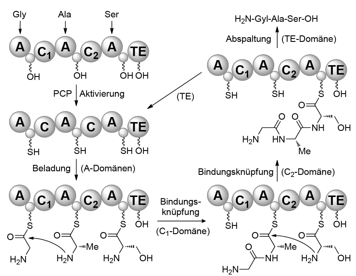 Biochemie 2016: Megaenzyme zur Biosynthese von Peptiden