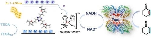 Heteroatom Structural Engineering of Conjugated Porous Polymers Enhances Photocatalytic Nicotinamide Cofactor Regeneration