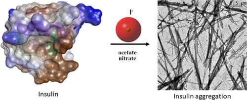 Anion–Induced Amyloid Fibrillation of Human Insulin In vitro