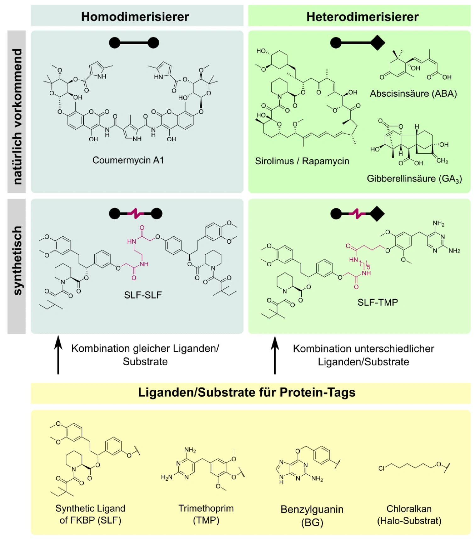 Dimerisierung von Proteinen chemisch induzieren