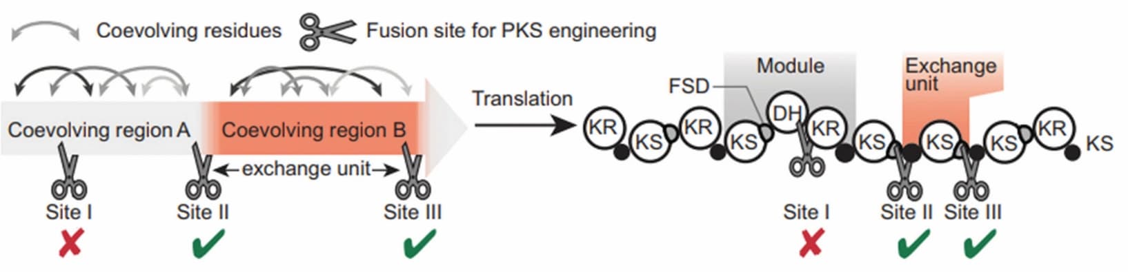 Rekombinierte Enzyme produzieren künstliche Polyketide