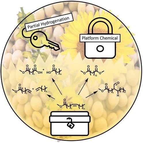 Biodiesel as a Sustainable Platform Chemical Enabled by Selective Partial Hydrogenation: Compounds Outplace Combustion?!