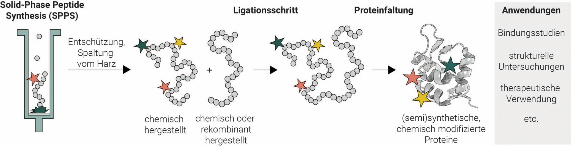 Chemische Proteinsynthese/Trendbericht Biochemie 2024 (1/3)