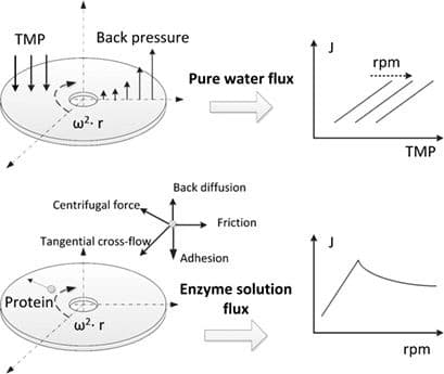 Production of Fructo‐Oligosaccharides in Membrane Bioreactor Using Rotating Ceramic Membrane Disc