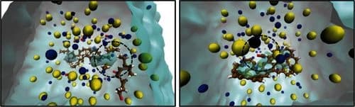 A ReaxFF Potential for Modeling Organic Matter Degradation with Oxybromine Oxidants