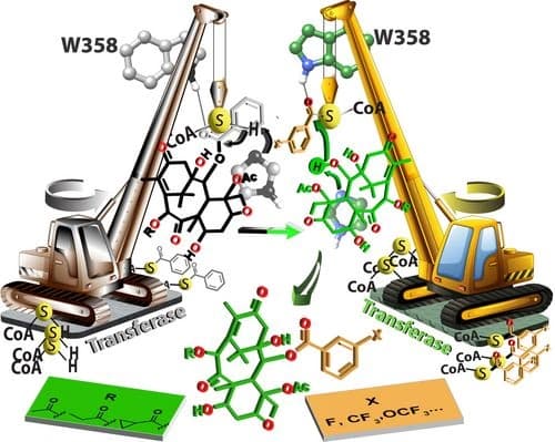 Biocatalytic and Regioselective Exchange of 2‐O‐Benzoyl for 2‐O‐(m‐Substituted)Benzoyl Groups to Make Precursors of Next‐Generation Paclitaxel Drugs