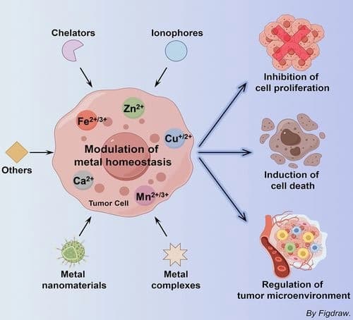 Modulation of Metal Homeostasis for Cancer Therapy