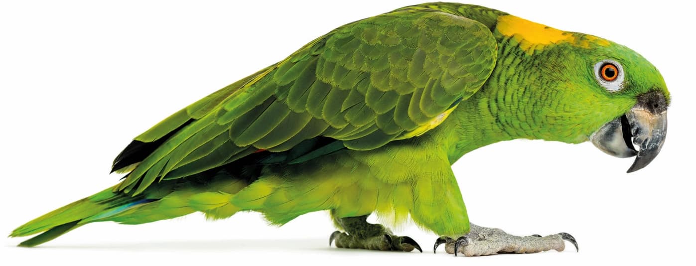 Die Farbe der Papageien