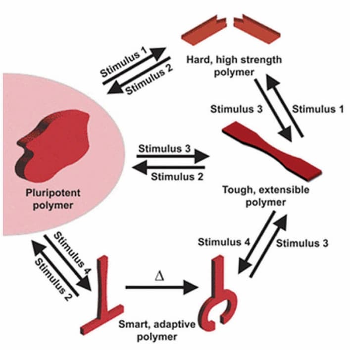 Tempern macht Polymere pluripotent