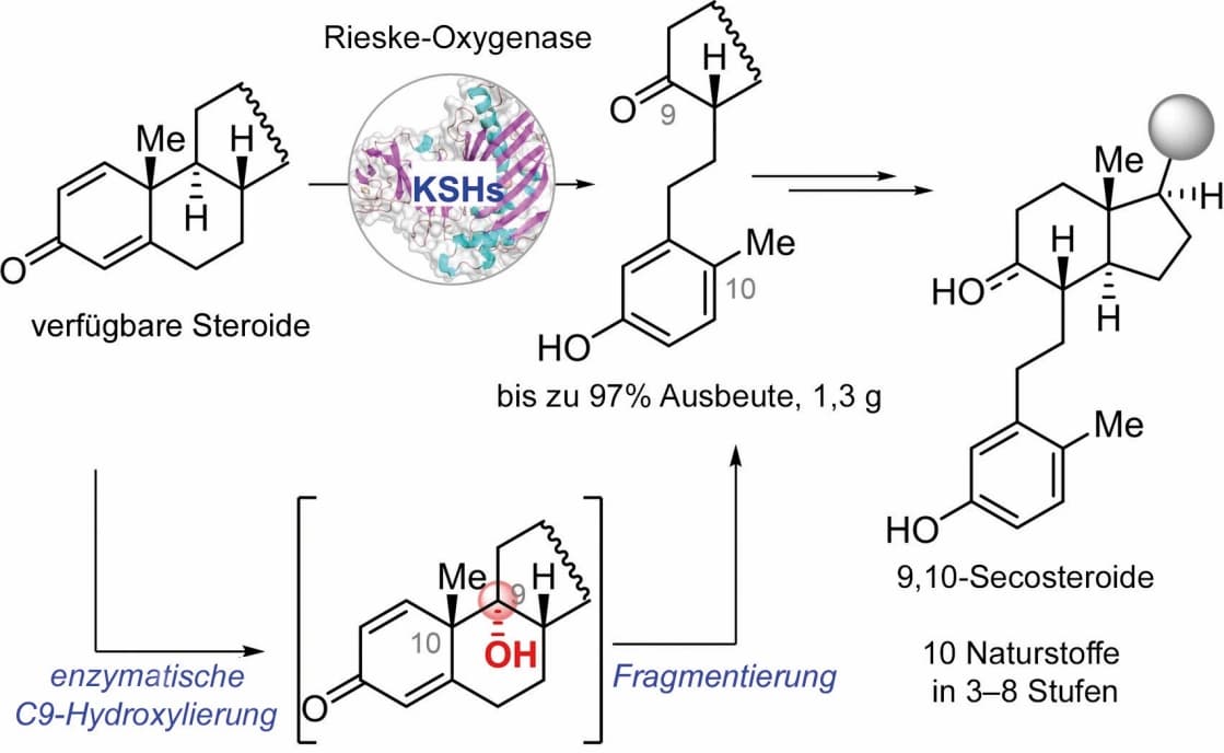 9,10-Secosteroide biokatalytisch hergestellt