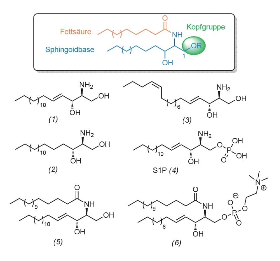 Ursprung und Funktionen der Sphingolipide