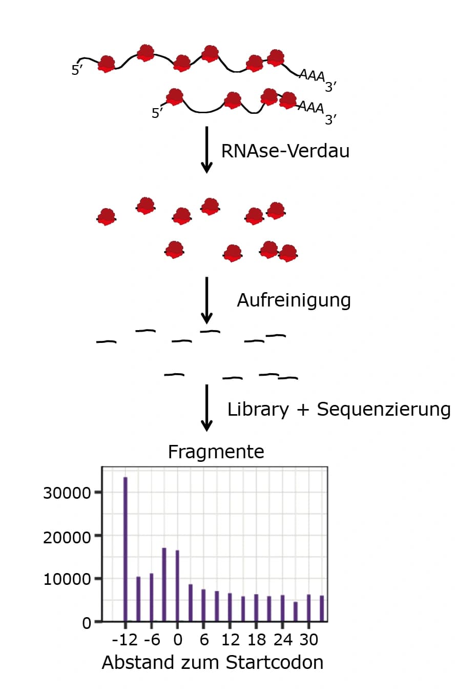 Trendbericht Biochemie: Ribosomenprofiling