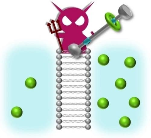 Membrane Transport, Molecular Machines, and Maxwell's Demon