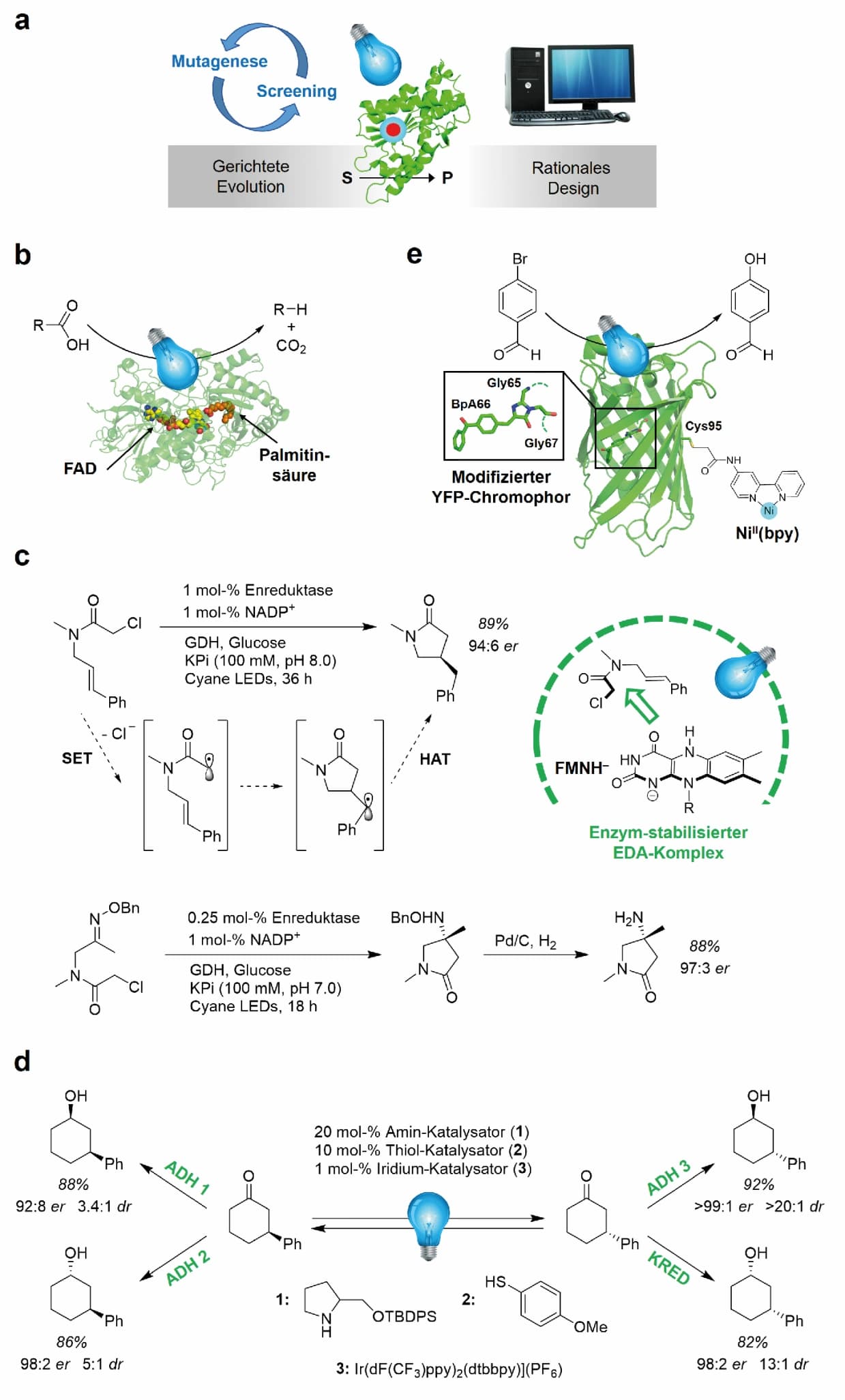 Enzyme in neuem Licht