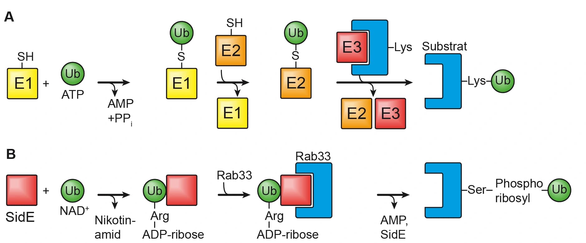 Biochemie 2016: Posttranslationale Proteinmodifikationen bei Krankheiten