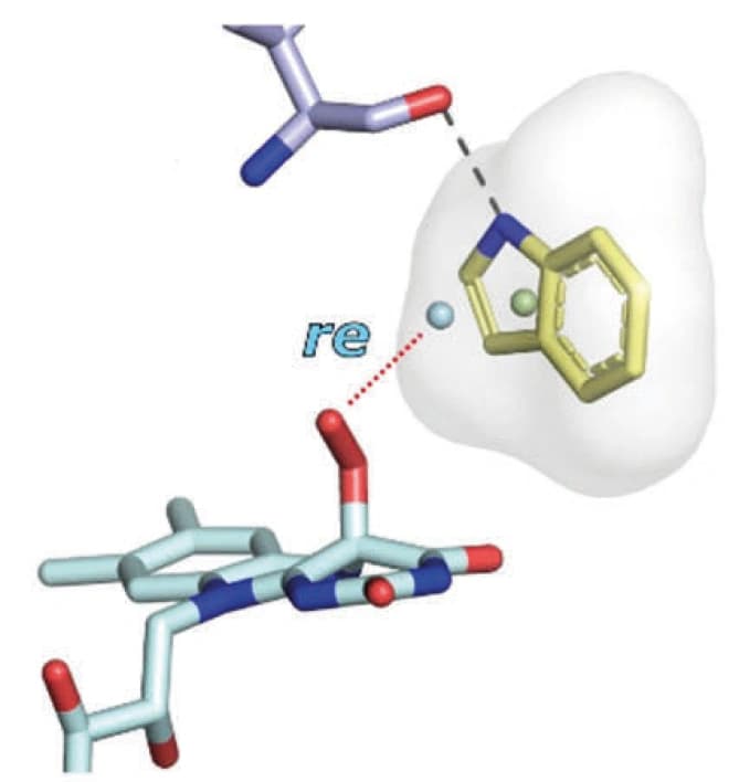 Flavoenzyme selektiver gemacht