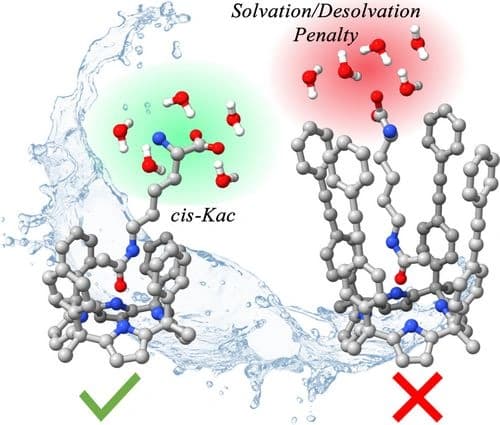 Binding of Acetylated Lysine by Using a Water Soluble Aryl Extended Calix[4]pyrrole