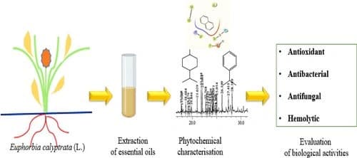 Chemical Profiling and Antioxidant, Antimicrobial, and Hemolytic Properties of Euphorbia calyptrata (l.) Essential oils: in Vitro and in Silico Analysis