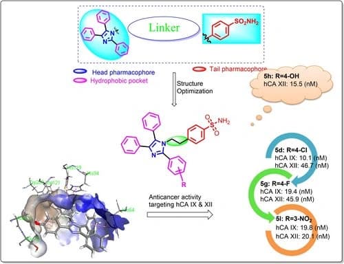 Tailored Tetrasubstituted Imidazole Carrying the Benzenesulfonamide Fragments as Selective Human Carbonic Anhydrase IX/XII Inhibitors