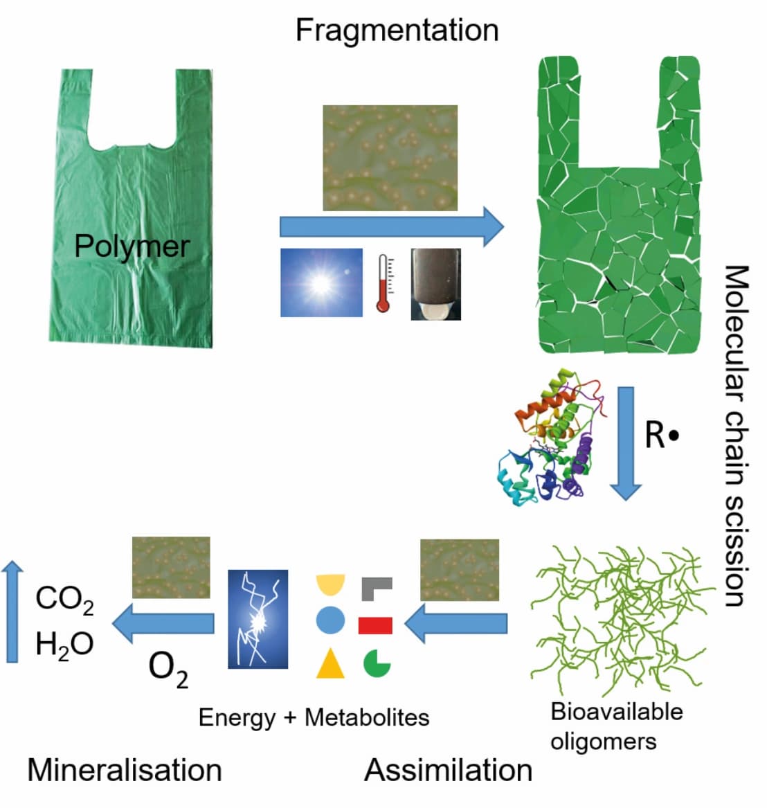 A primer to enzymatic polymer degradation