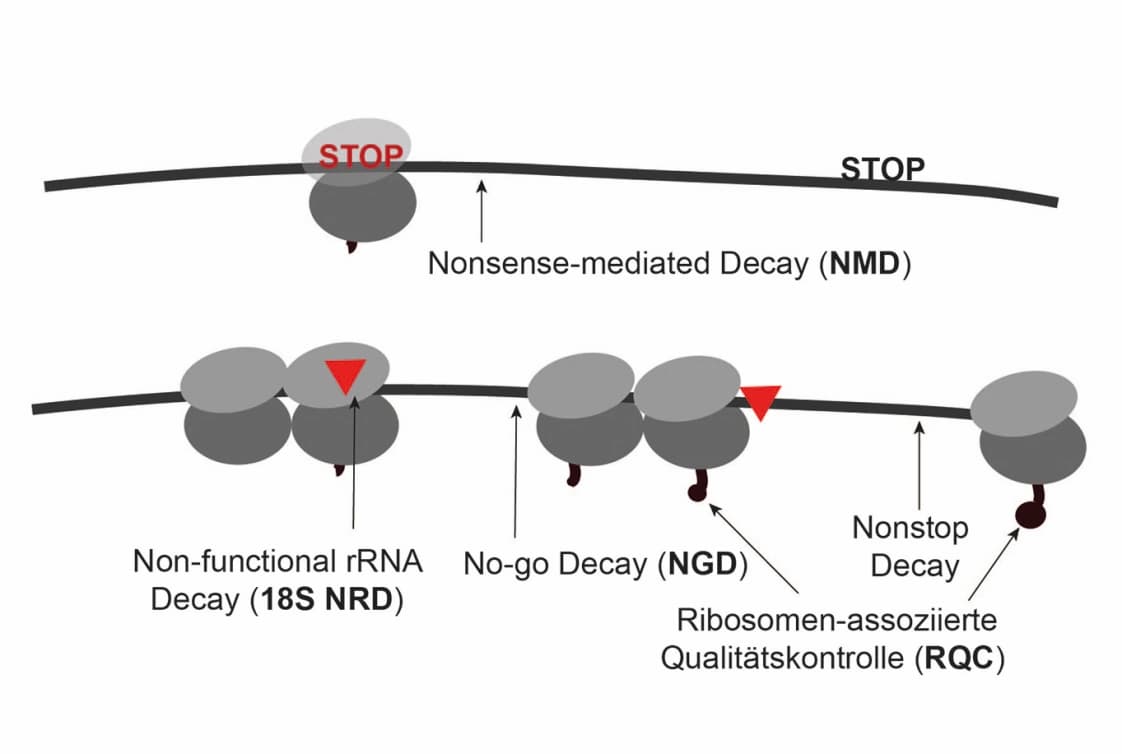 Trendbericht Biochemie: Translations‐Qualitätskontrolle