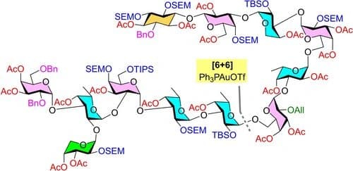 Convergent Synthesis of the Nonreducing Hexasaccharide Fragment and the Dodecasaccharide Scaffold of Marine Lipopolysaccharide Axinelloside A