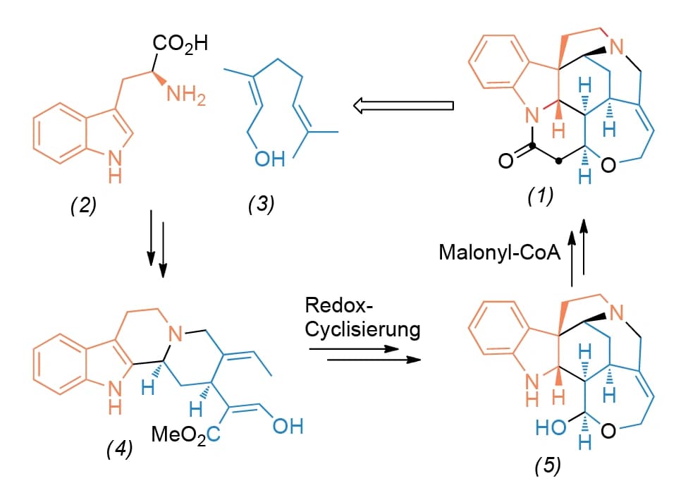 Wie die Natur Strychnin synthetisiert