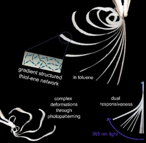 Dual‐Responsive Gradient Structured Actuator via Photopolymerization‐Induced Diffusion