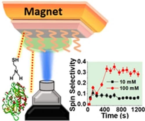 The Importance of Spin‐Polarized Charge Reorganization in the Catalytic Activity of D‐Glucose Oxidase