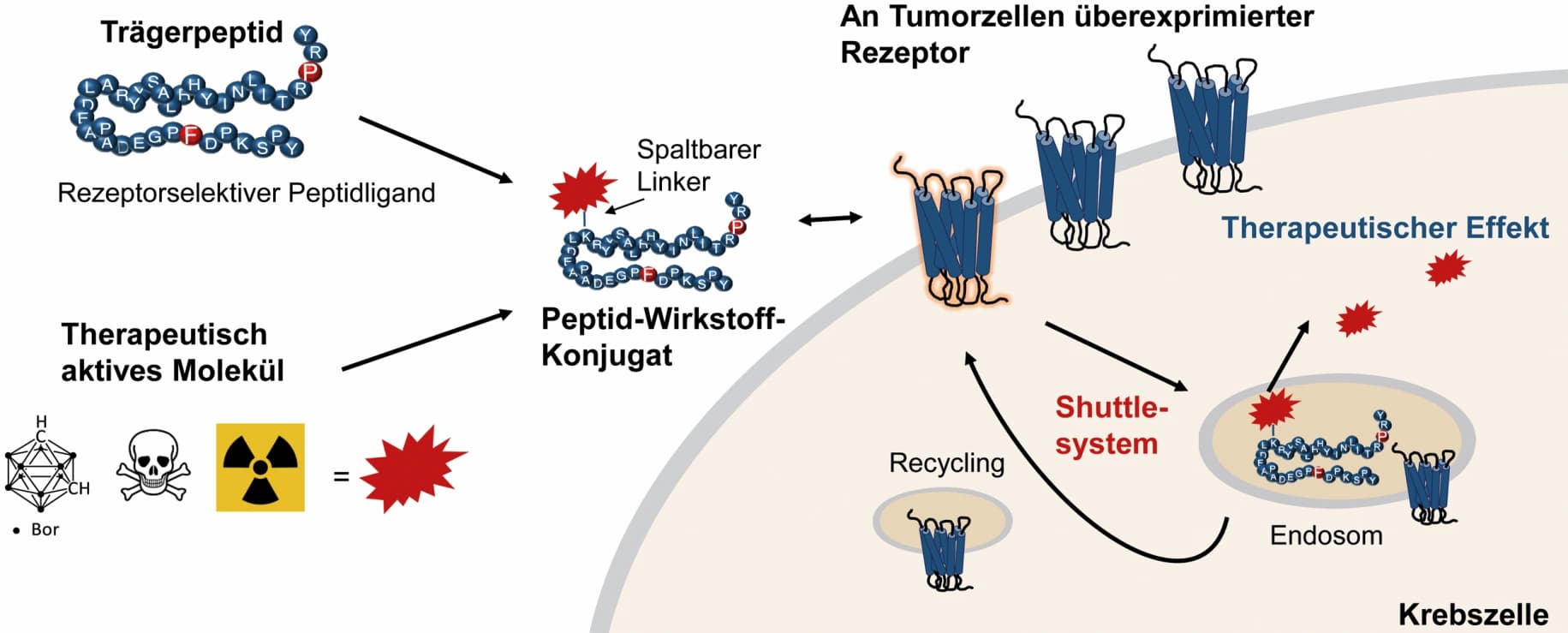 Trendbericht Biochemie Teil 1: Peptidtherapeutika