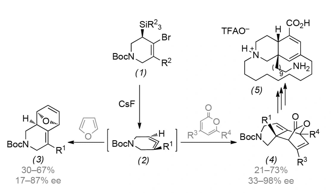 Hochgespannte cyclische Allene – Basis für Lissodendorsäure